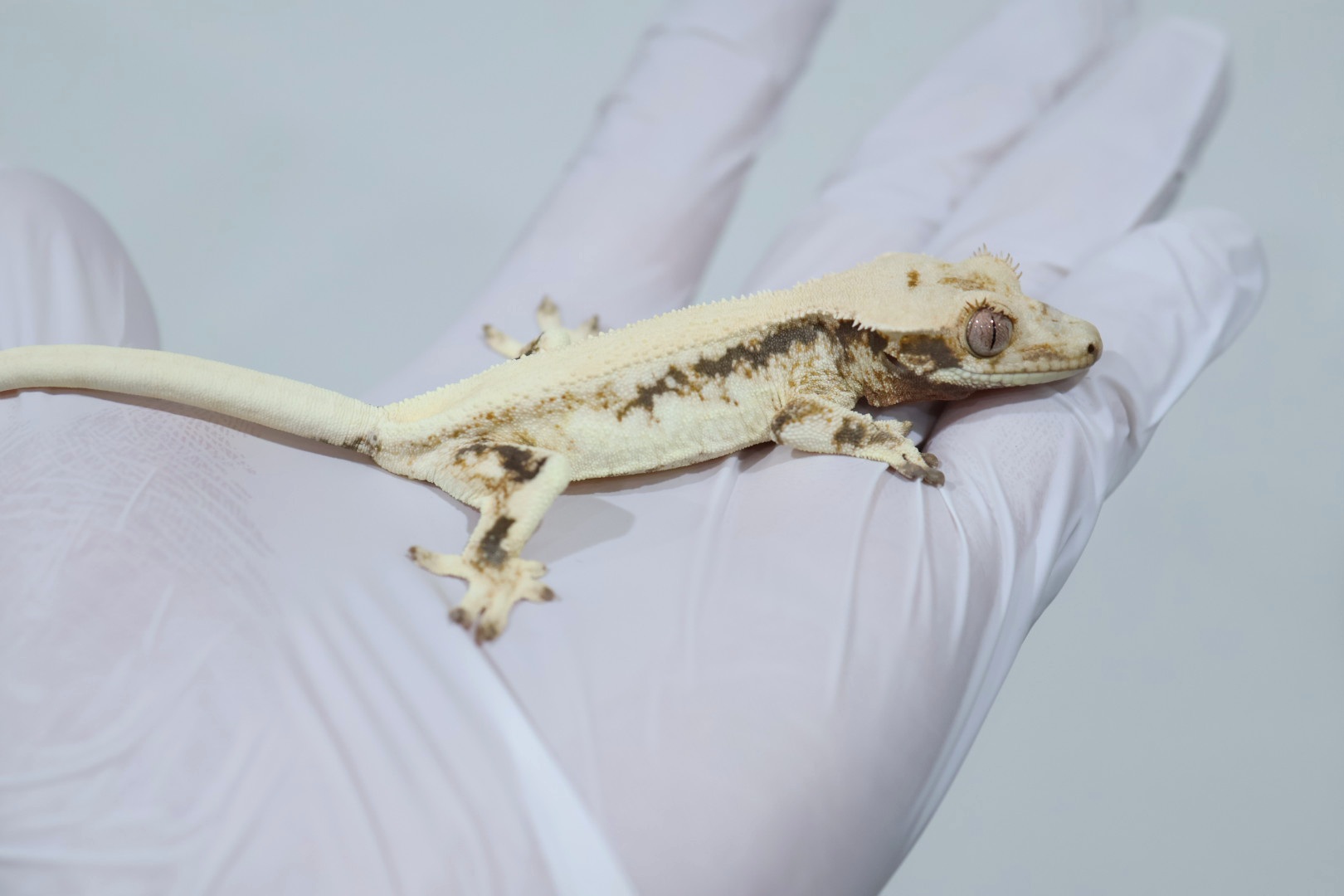 Lilly White Solid Back