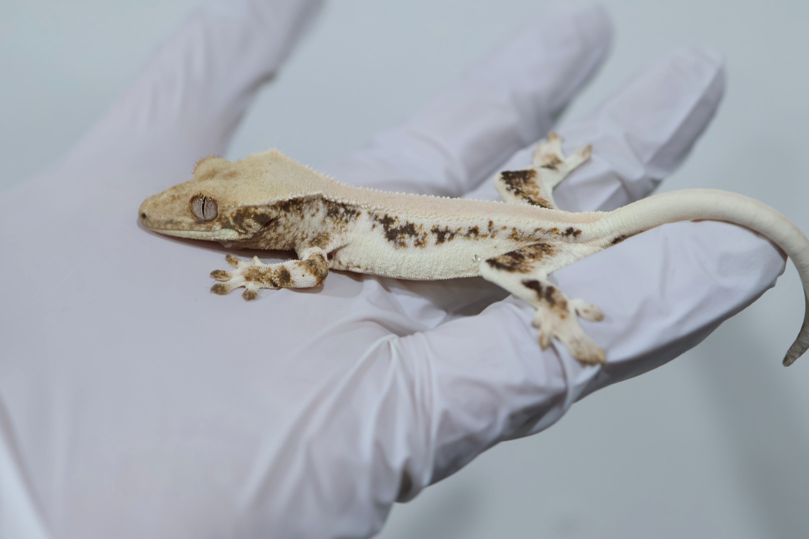 Solid Back Lilly White