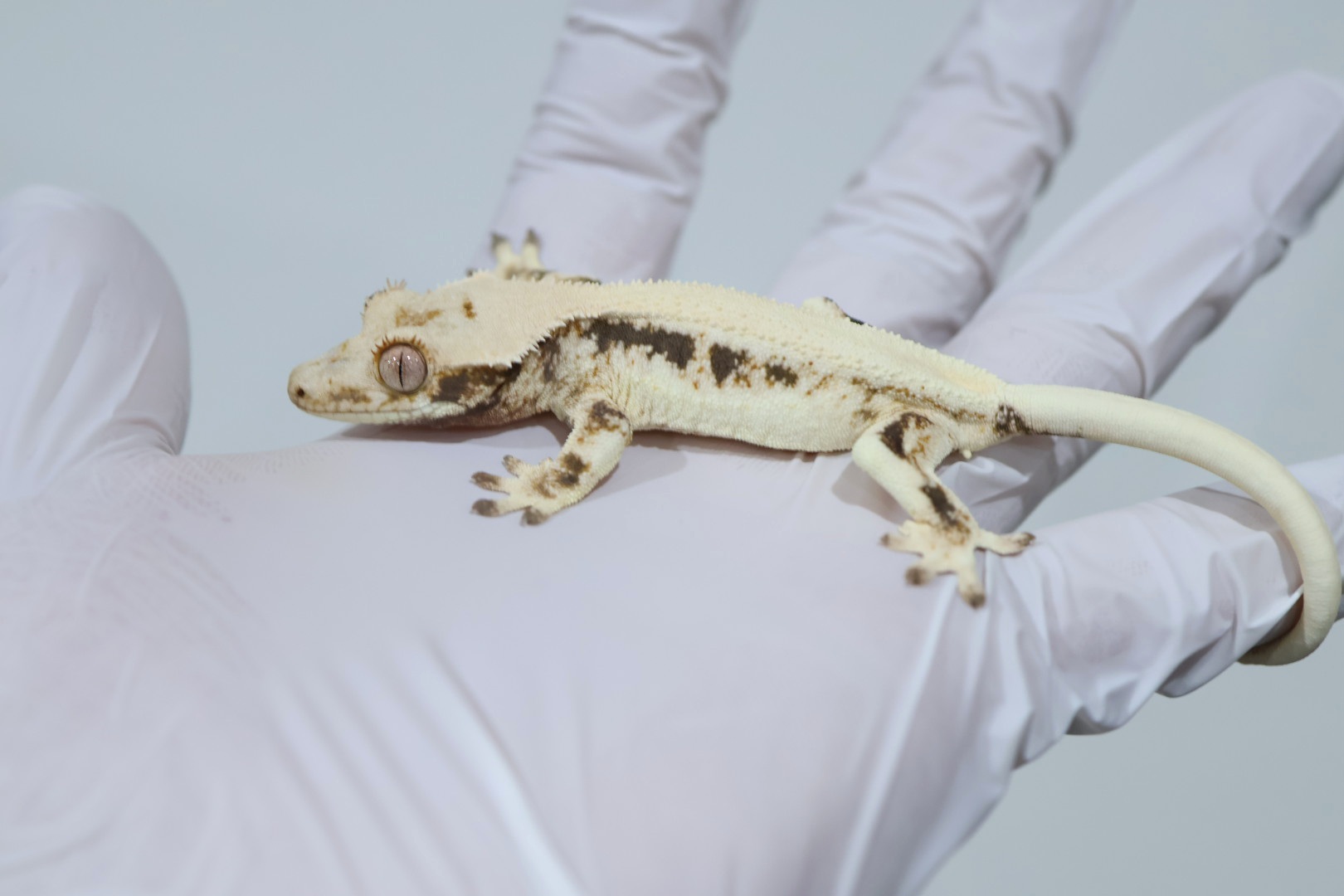 Lilly White Solid Back