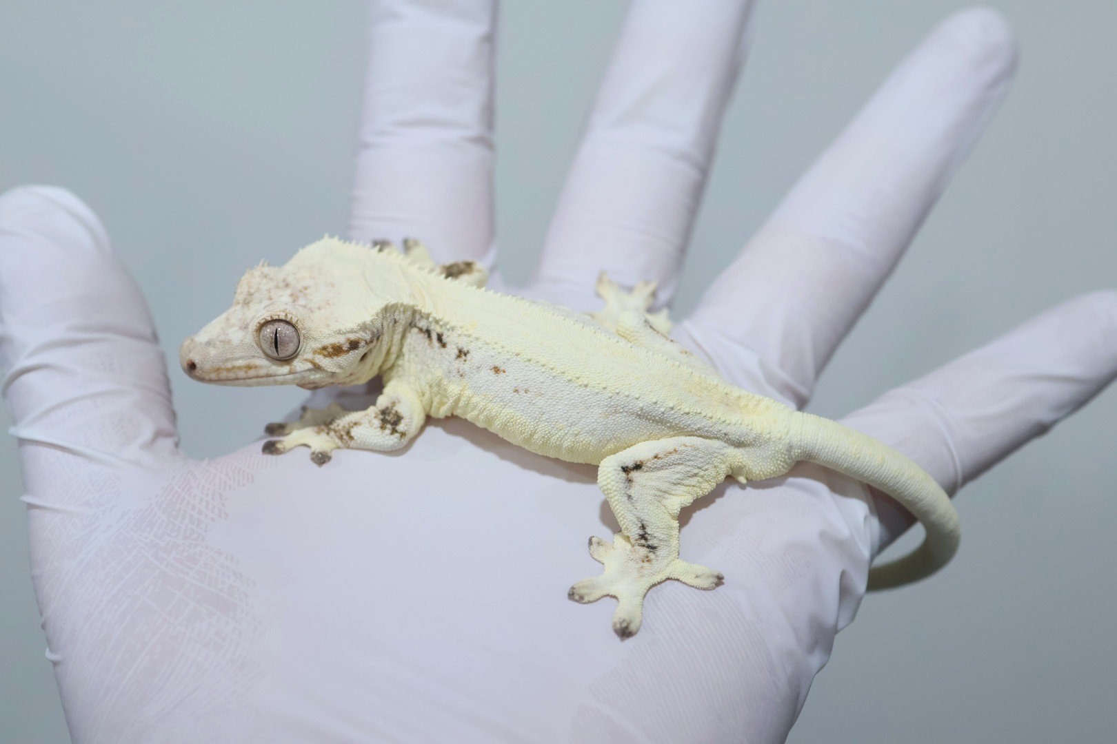 Lilly White Solid Back