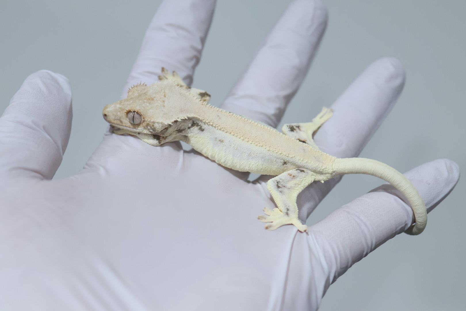 Lilly White Solid Back