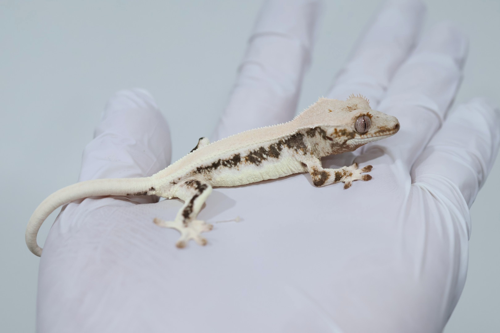 Lilly White Solid Back