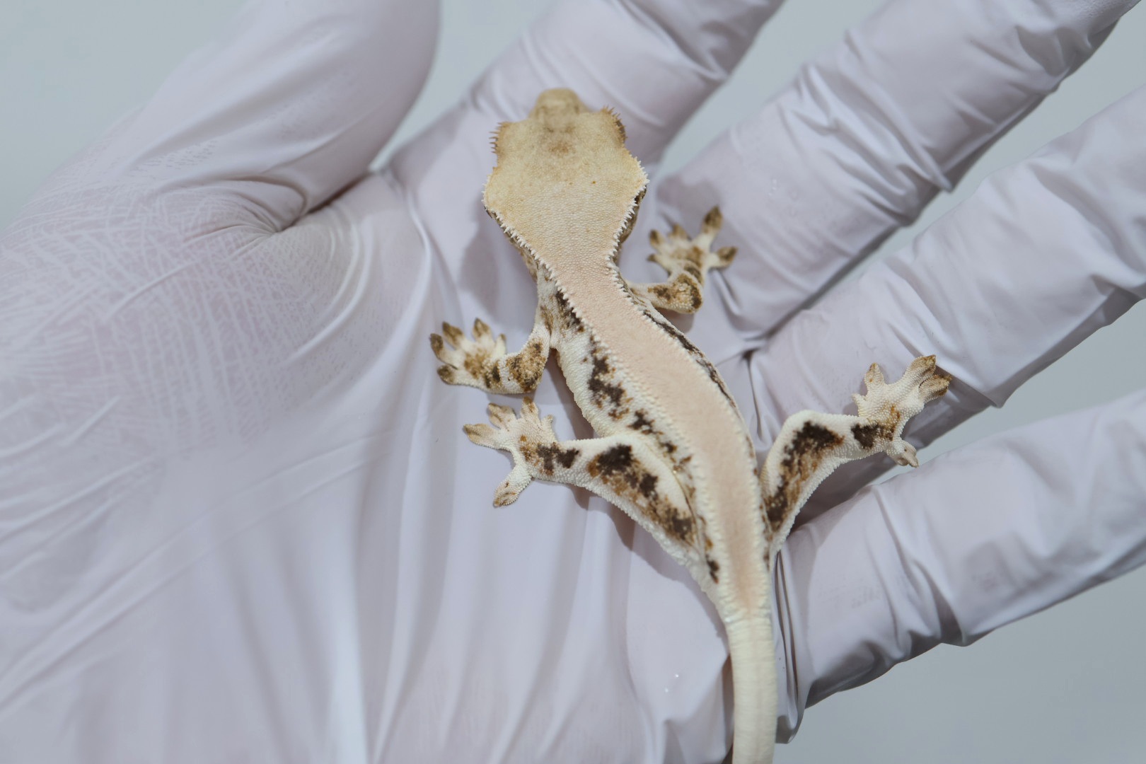 Solid Back Lilly White