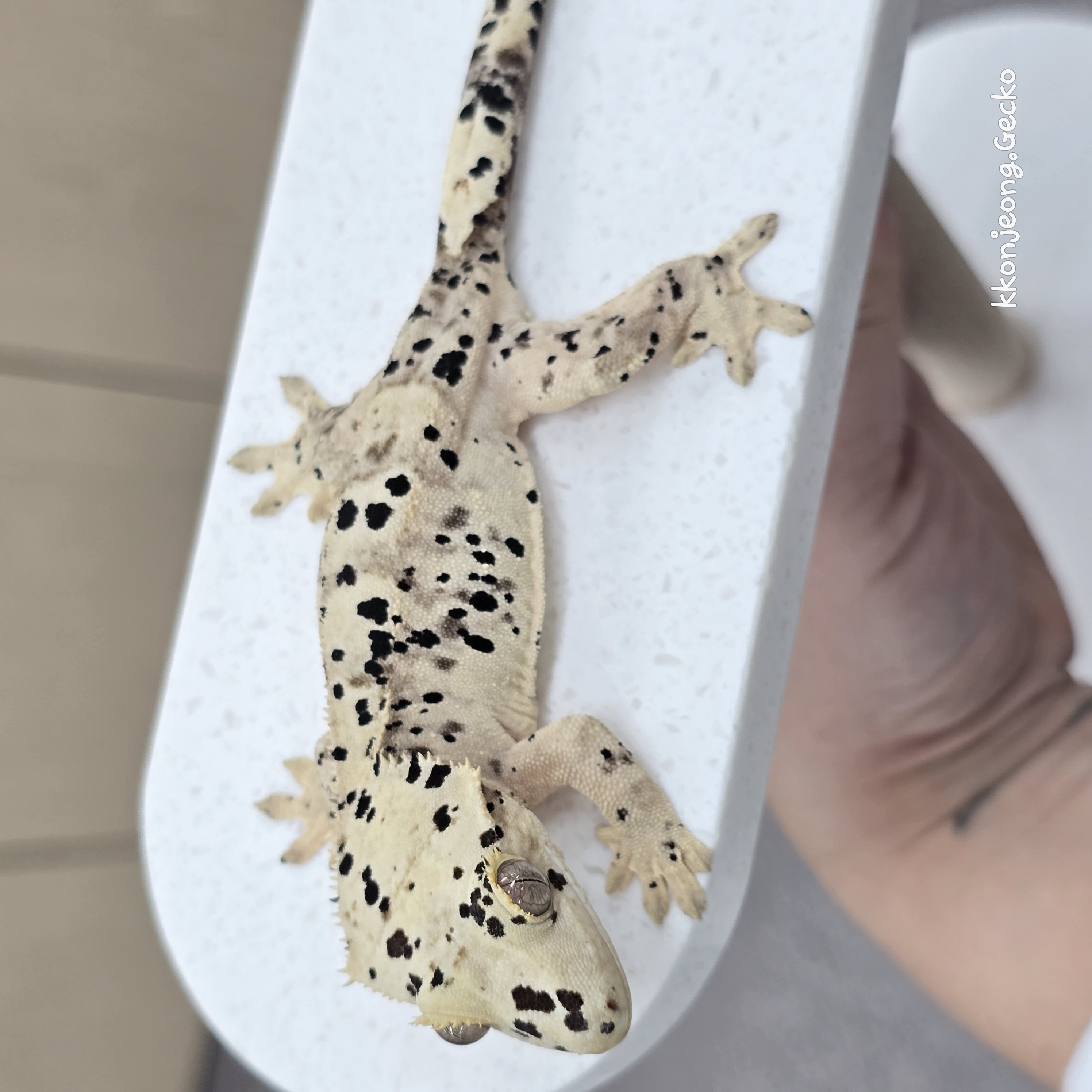 Super Dalmatian Dalmatian