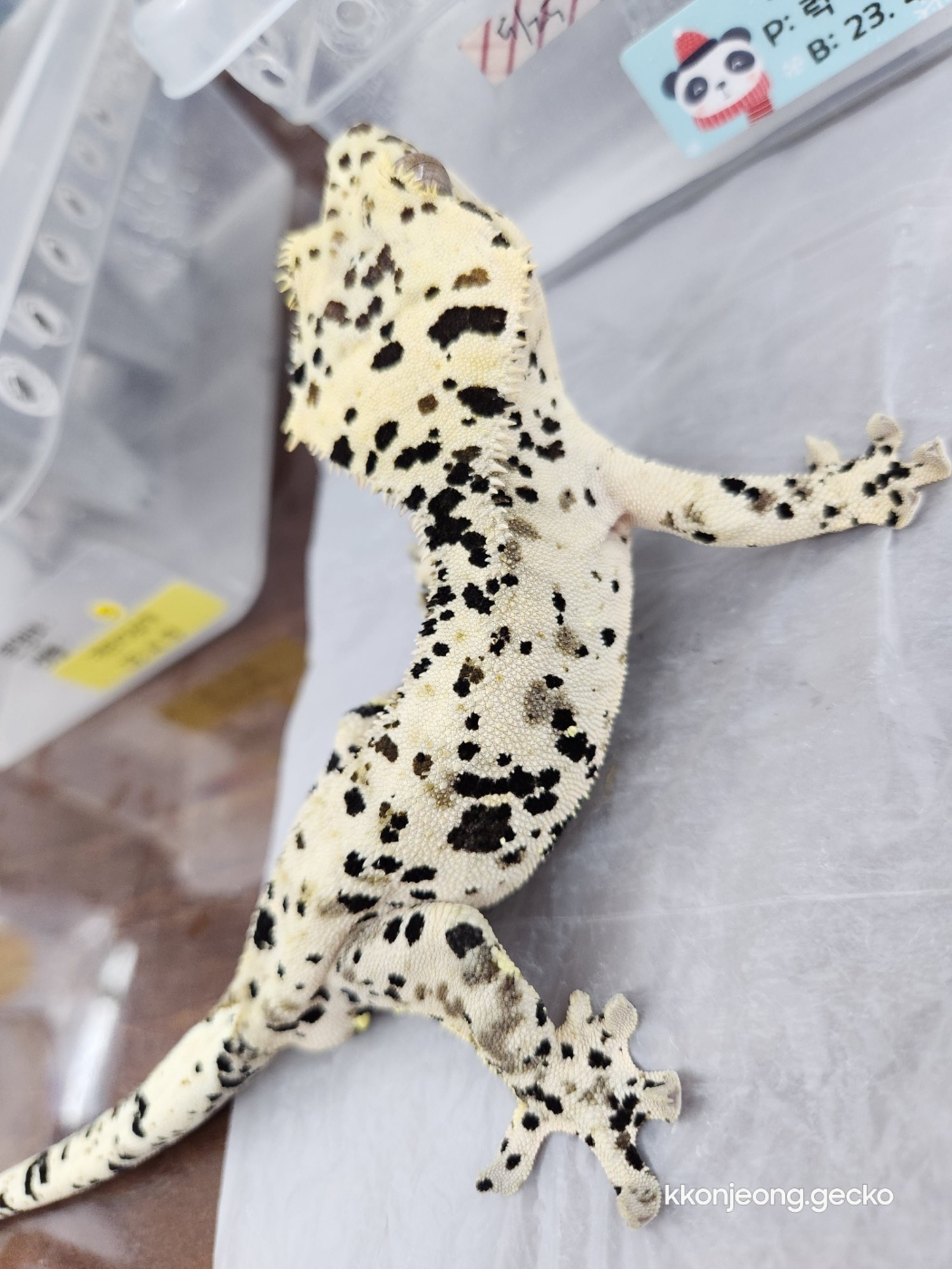 Super Dalmatian