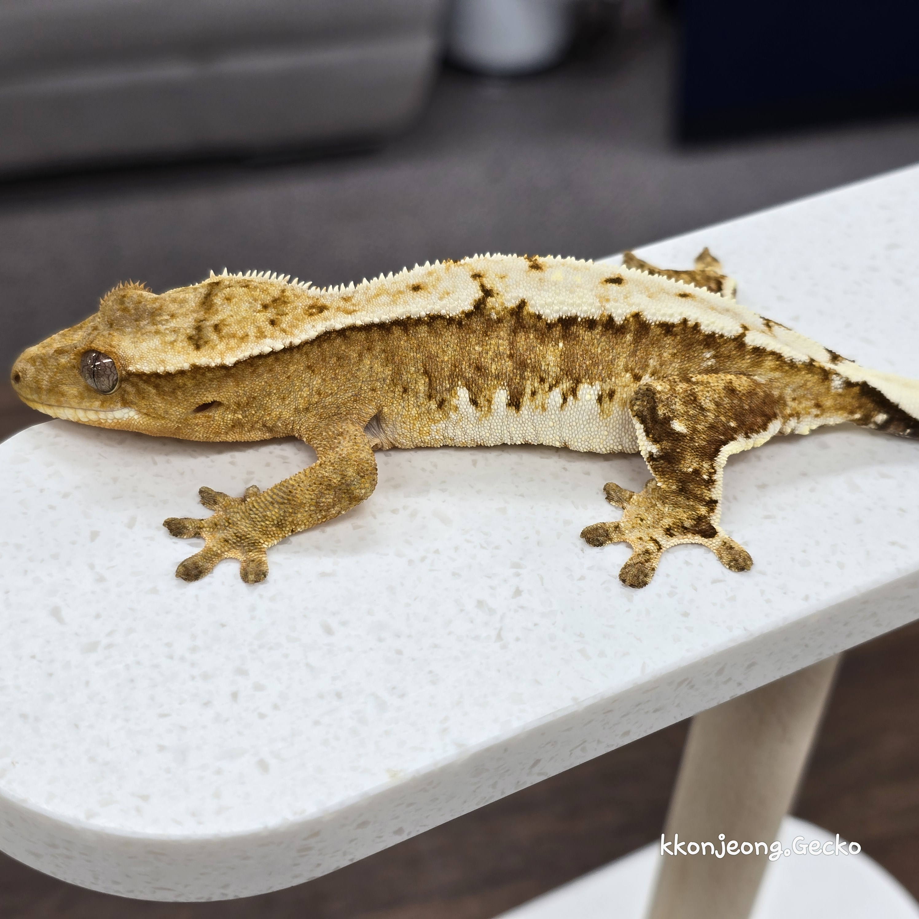 Creamsicle Cream White