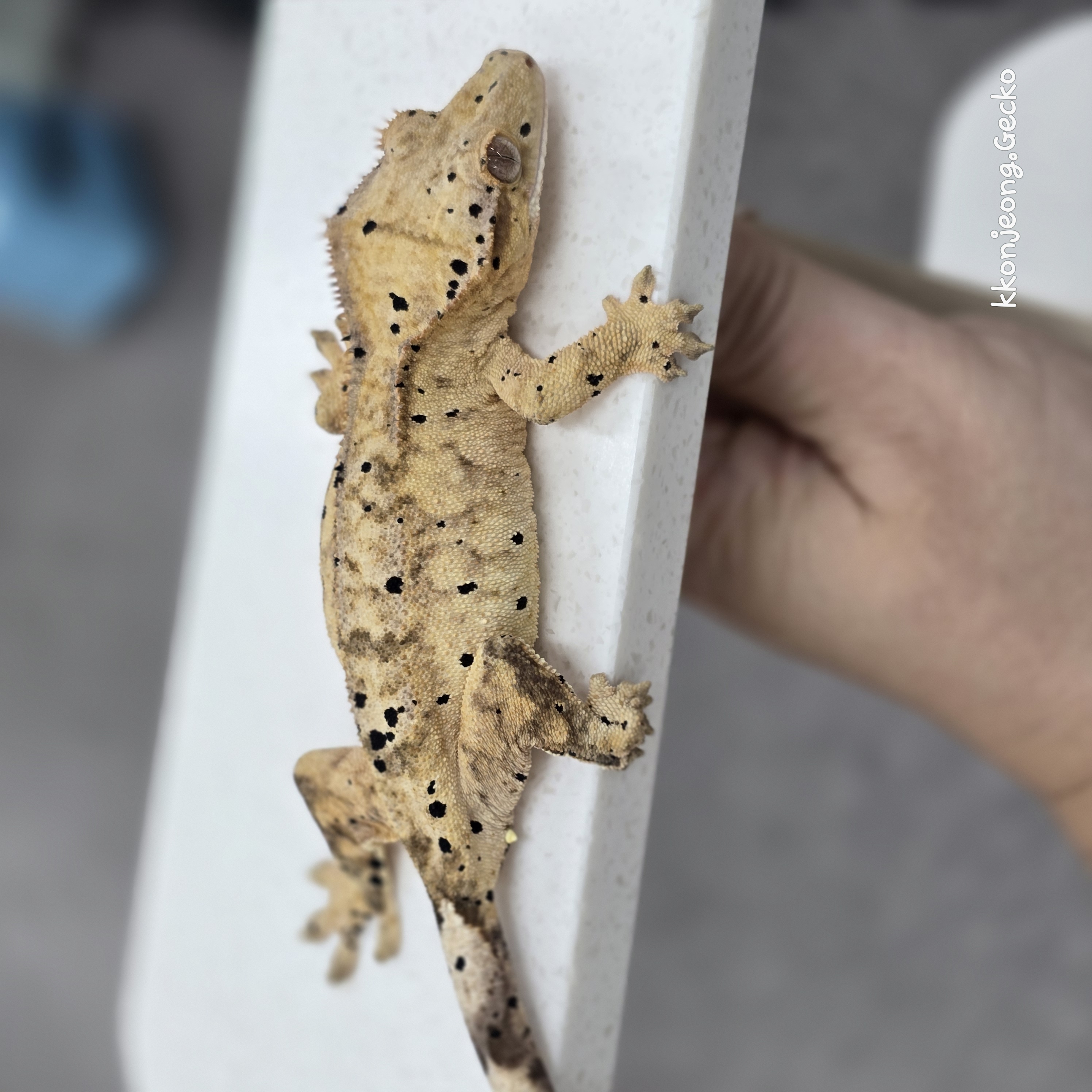 Dalmatian Super Dalmatian