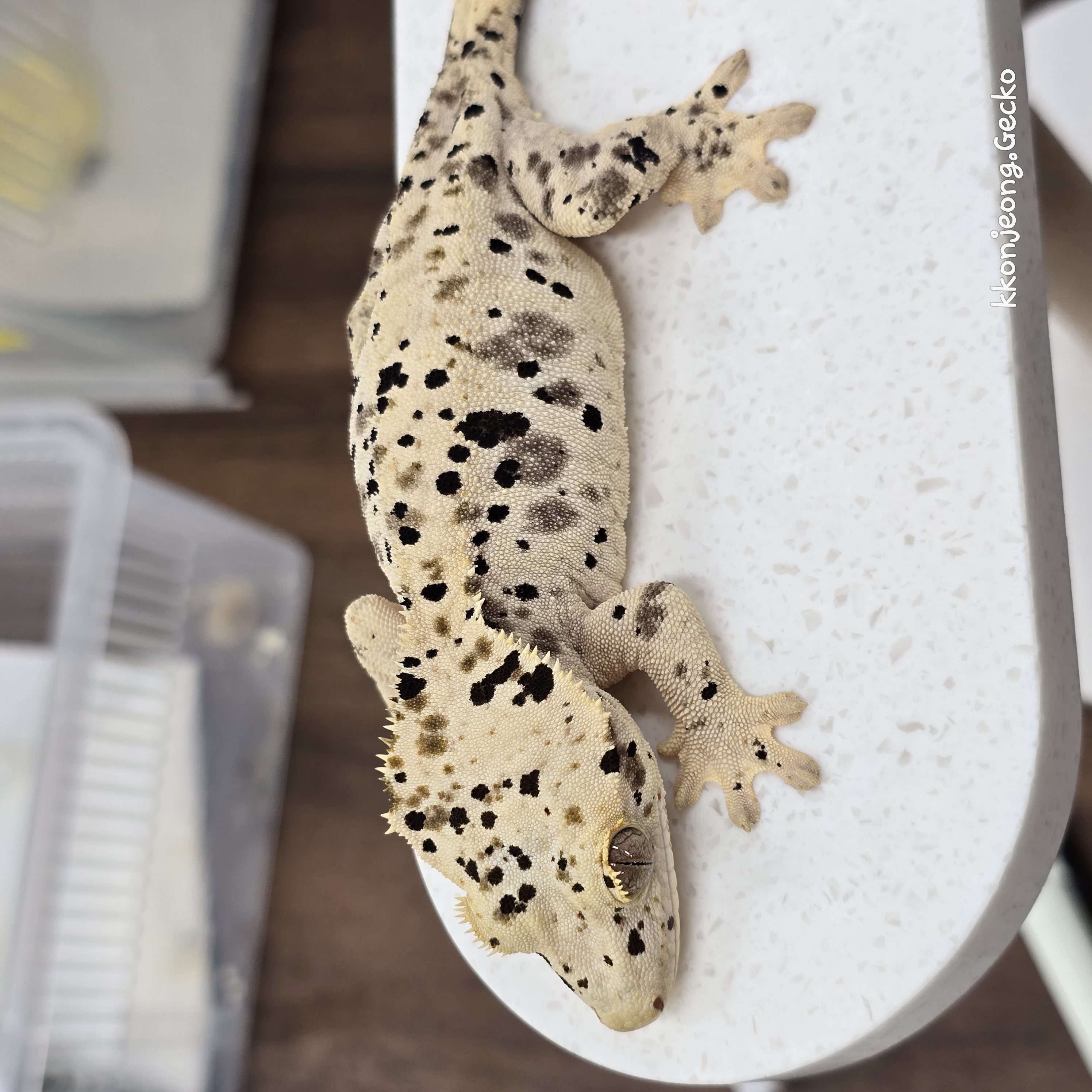 Super Dalmatian Dalmatian