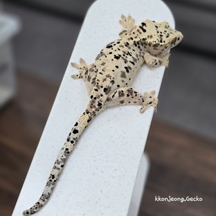 Super Dalmatian Dalmatian