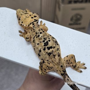 Super Dalmatian Dalmatian