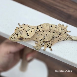 Super Dalmatian Dalmatian