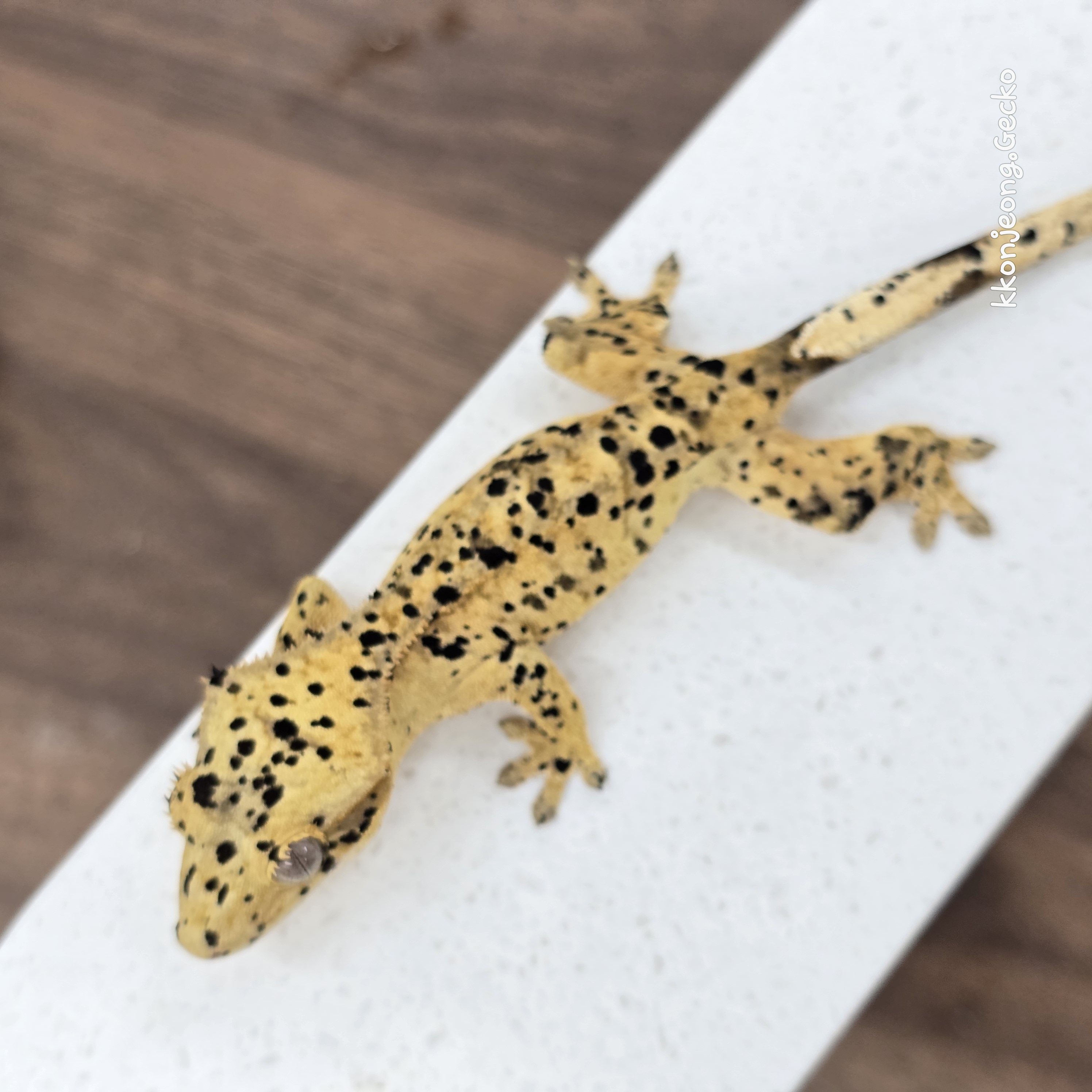 Super Dalmatian Dalmatian