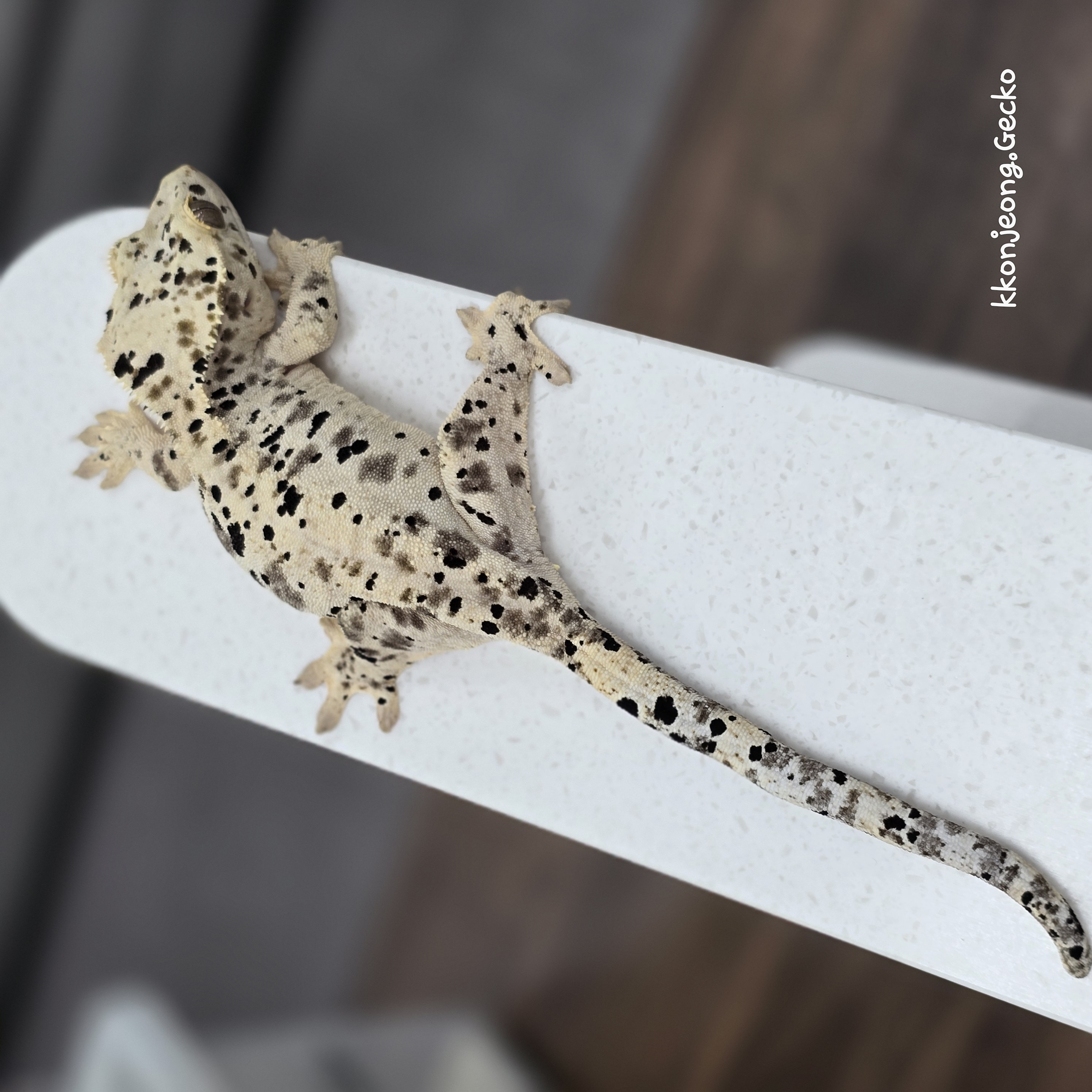 Super Dalmatian Dalmatian