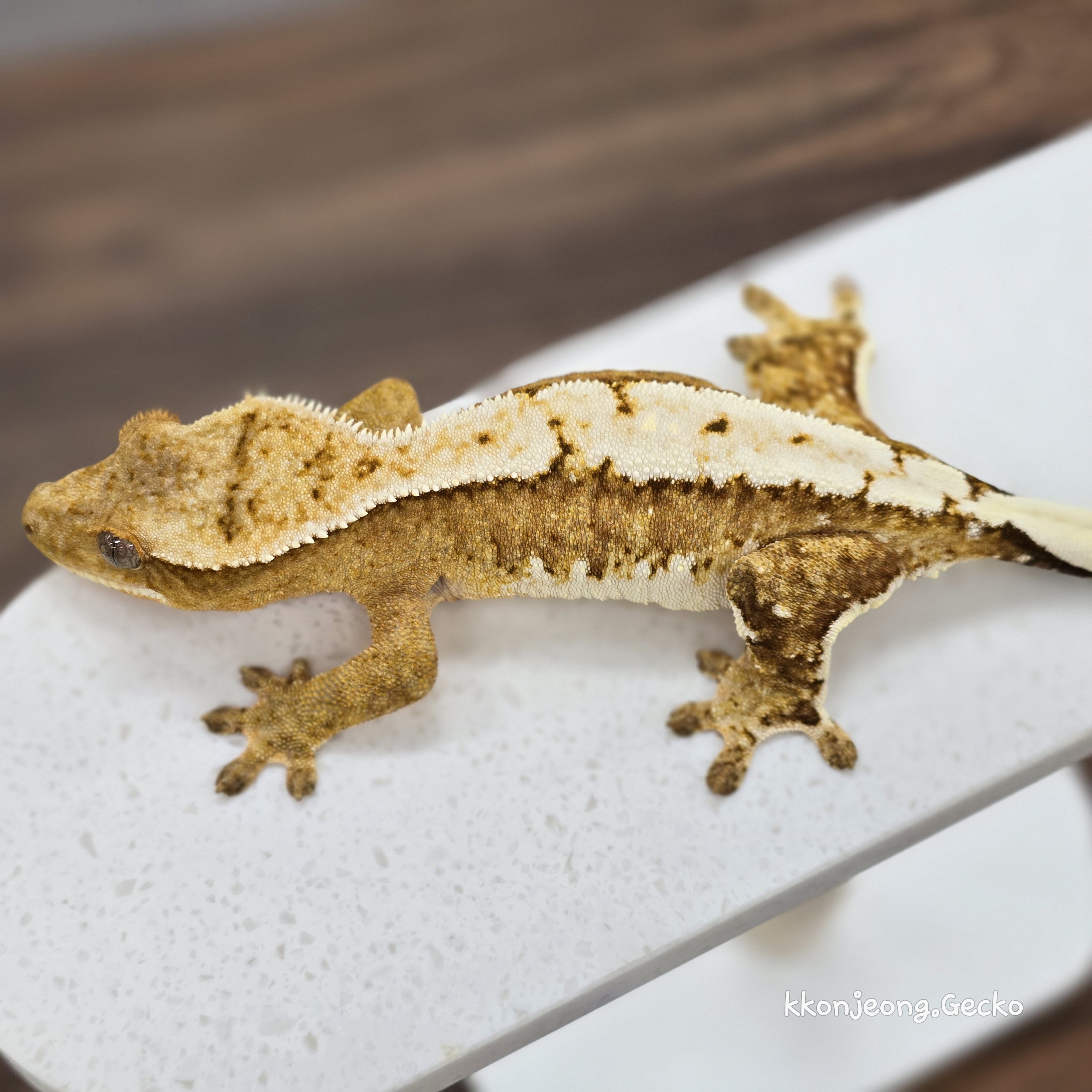 Creamsicle Cream White