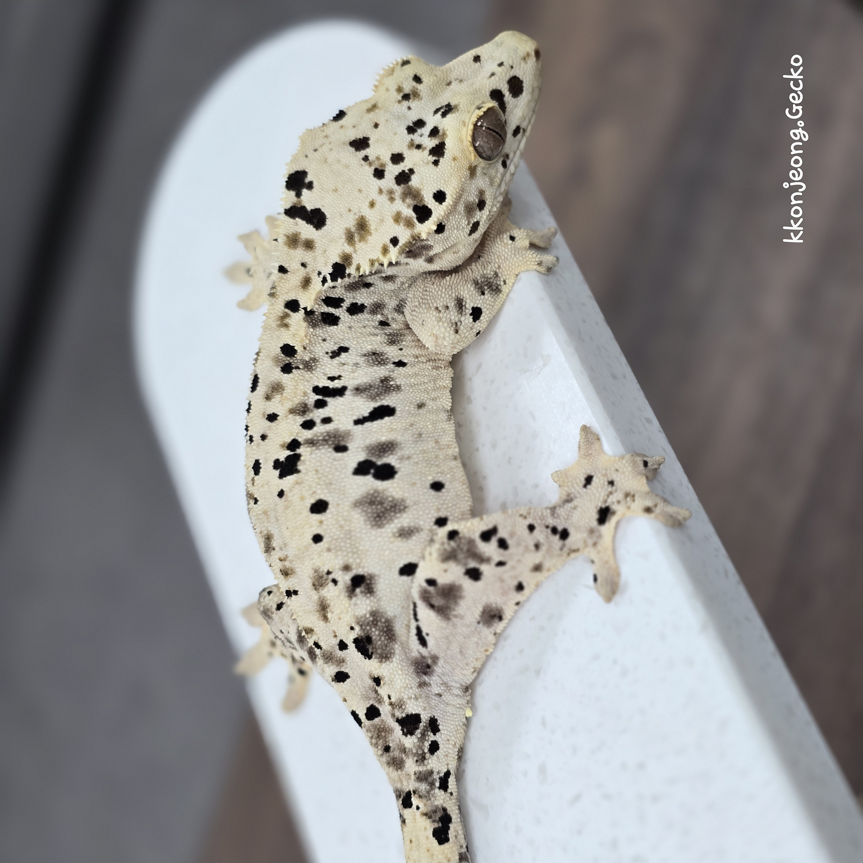 Super Dalmatian Dalmatian