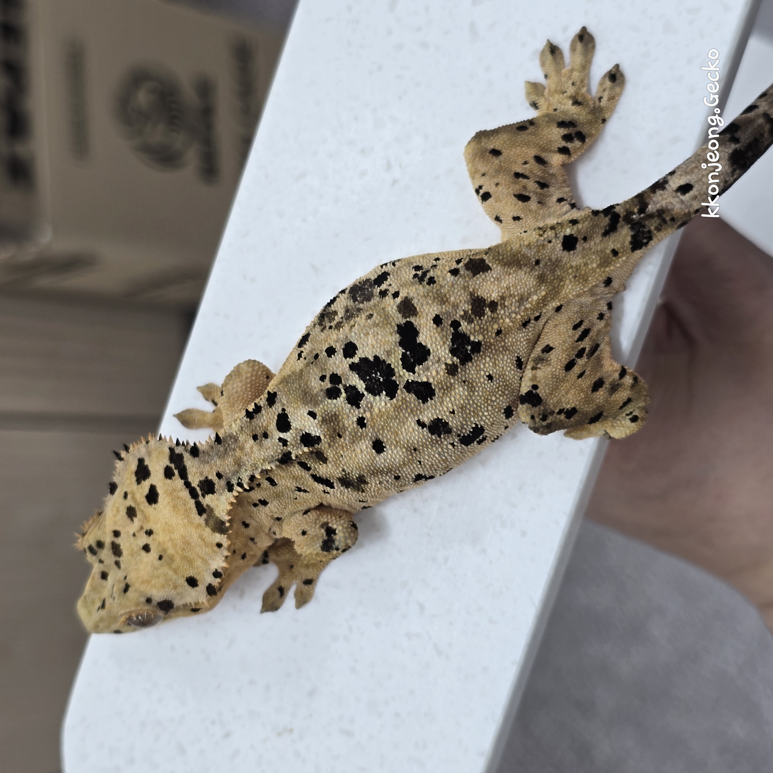 Dalmatian Super Dalmatian