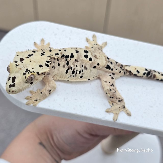 Super Dalmatian Dalmatian