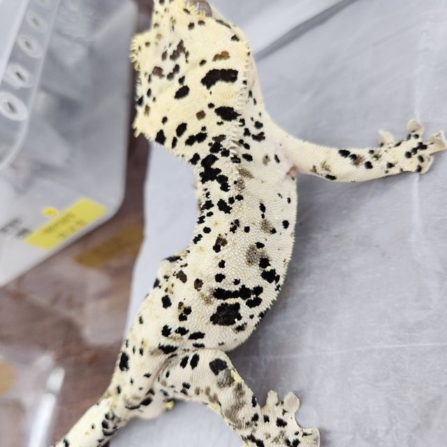 Super Dalmatian