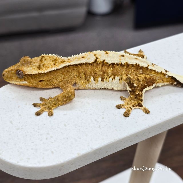 Creamsicle Cream White