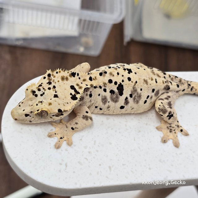 Super Dalmatian Dalmatian