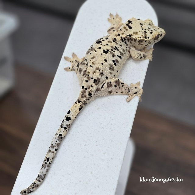 Super Dalmatian Dalmatian