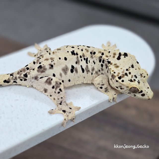 Super Dalmatian Dalmatian