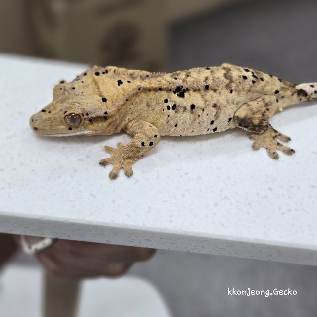 Dalmatian Super Dalmatian