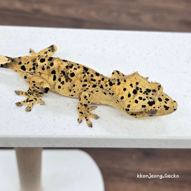 Super Dalmatian Dalmatian