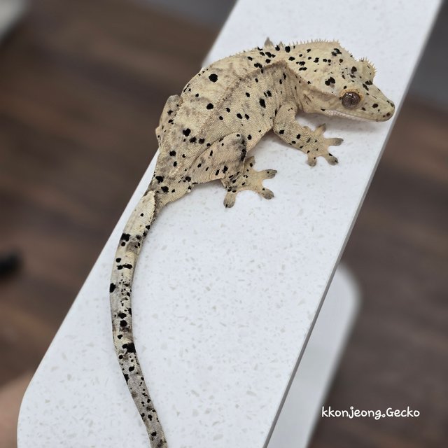 Super Dalmatian Dalmatian