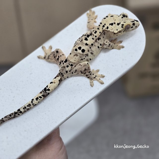 Super Dalmatian Dalmatian