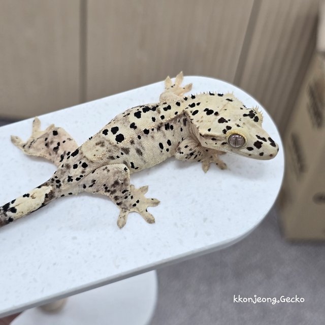 Super Dalmatian Dalmatian