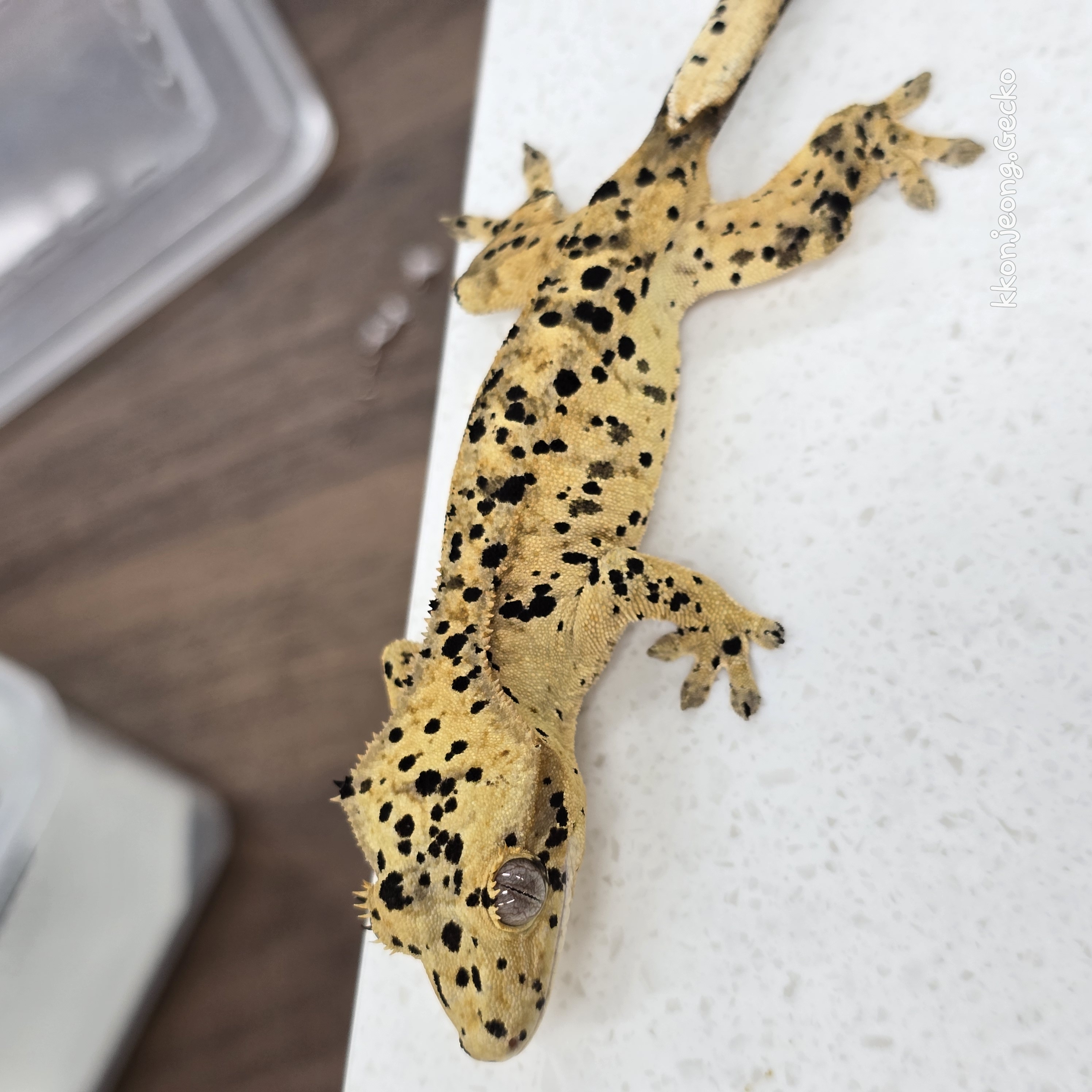 Super Dalmatian Dalmatian