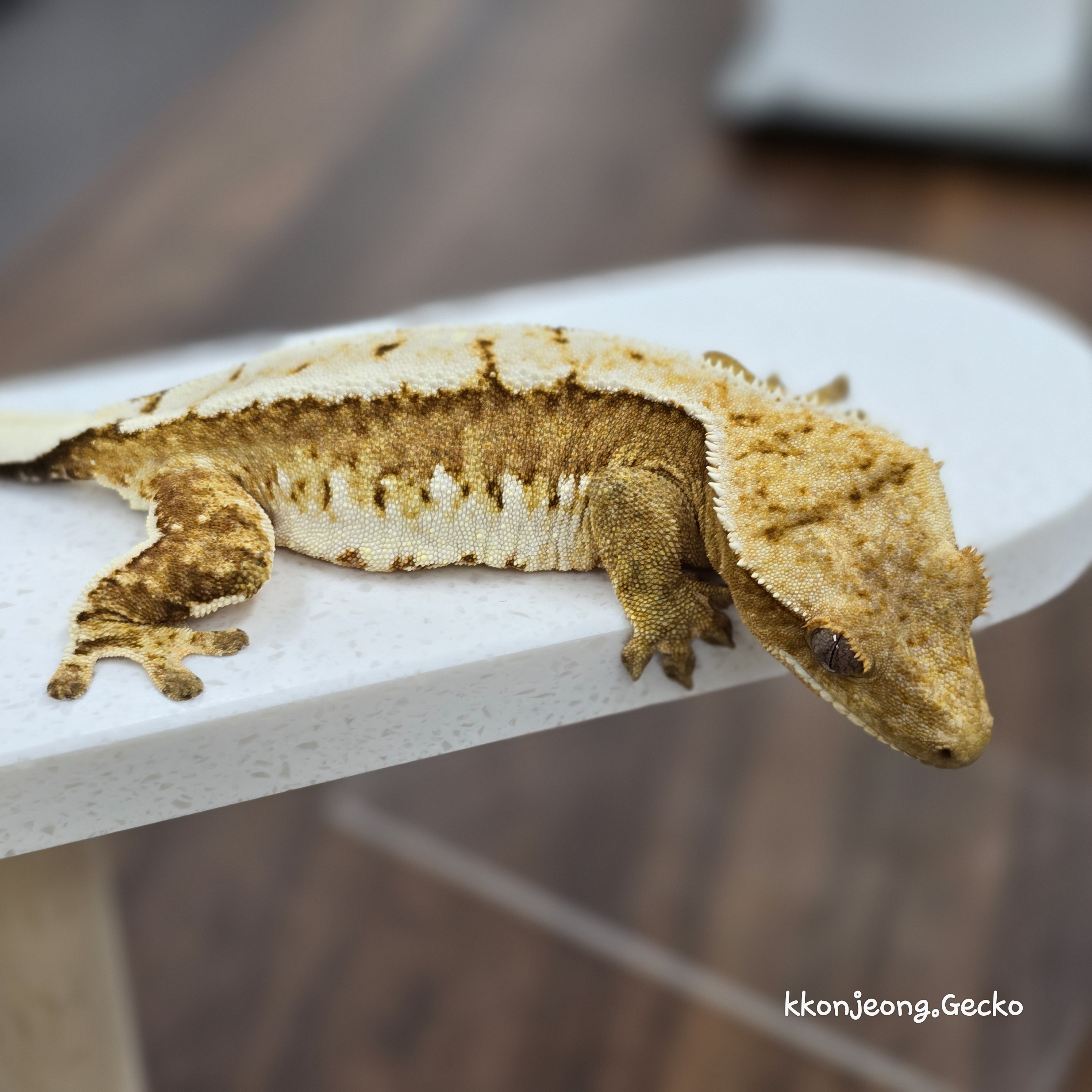 Creamsicle Cream White