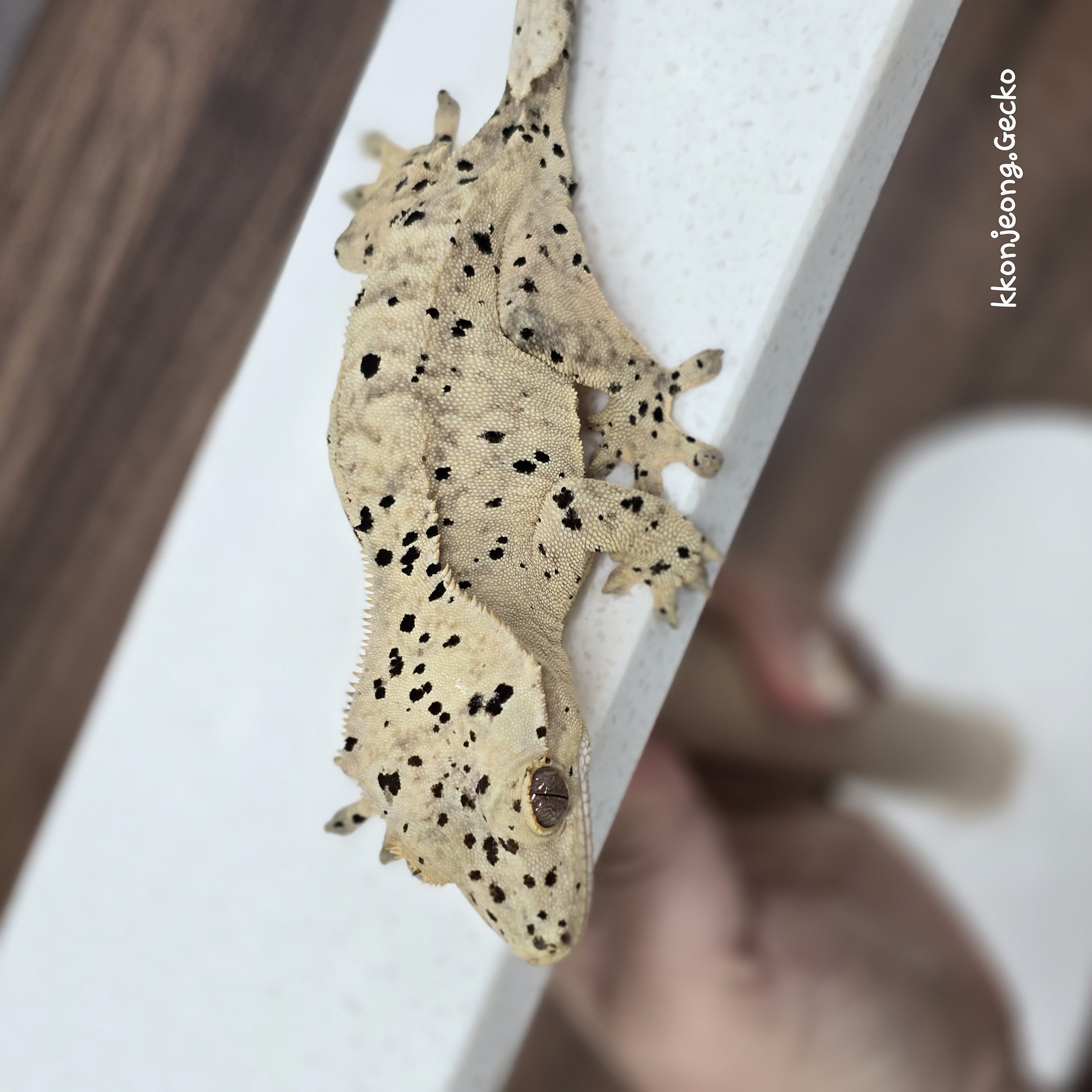 Super Dalmatian Dalmatian