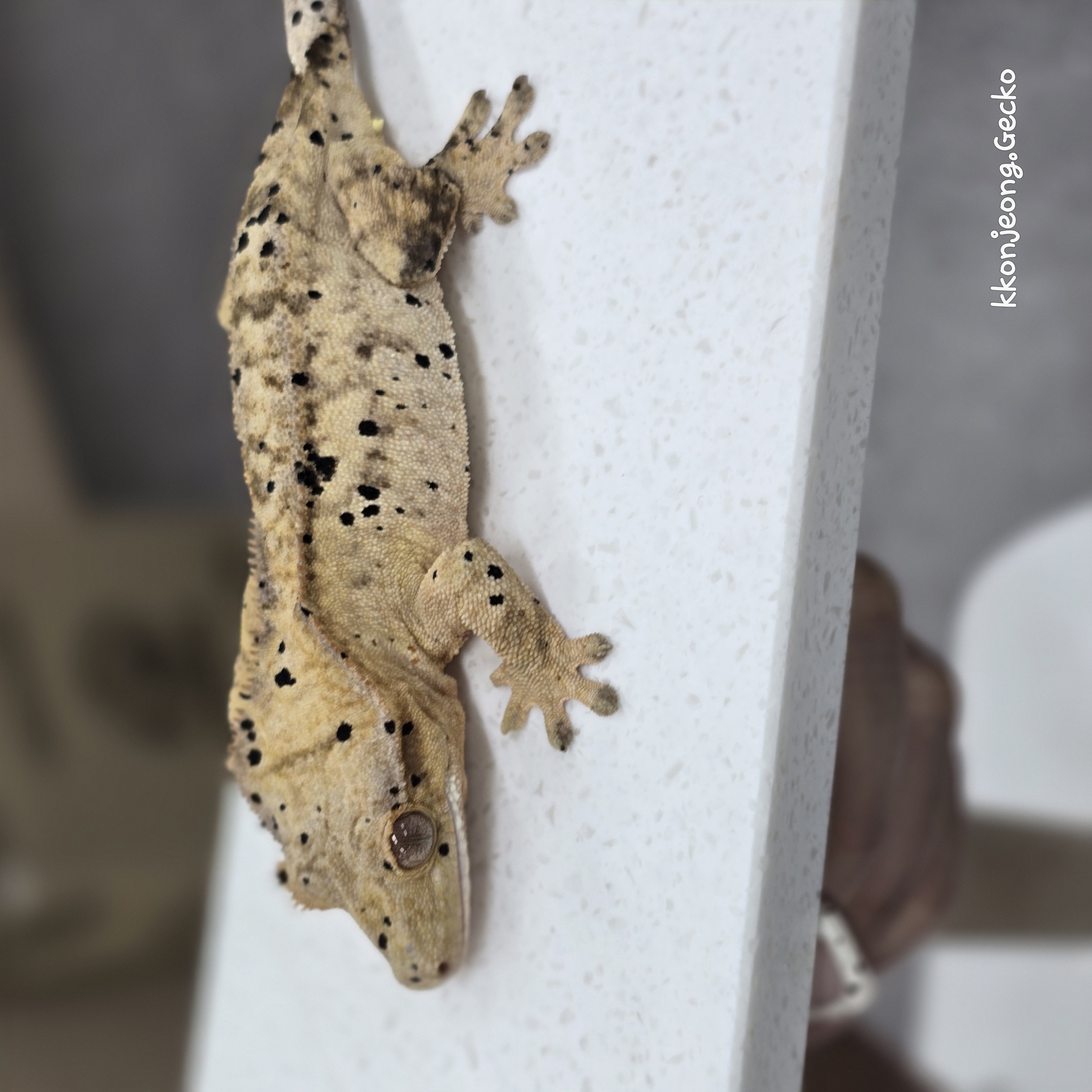 Dalmatian Super Dalmatian