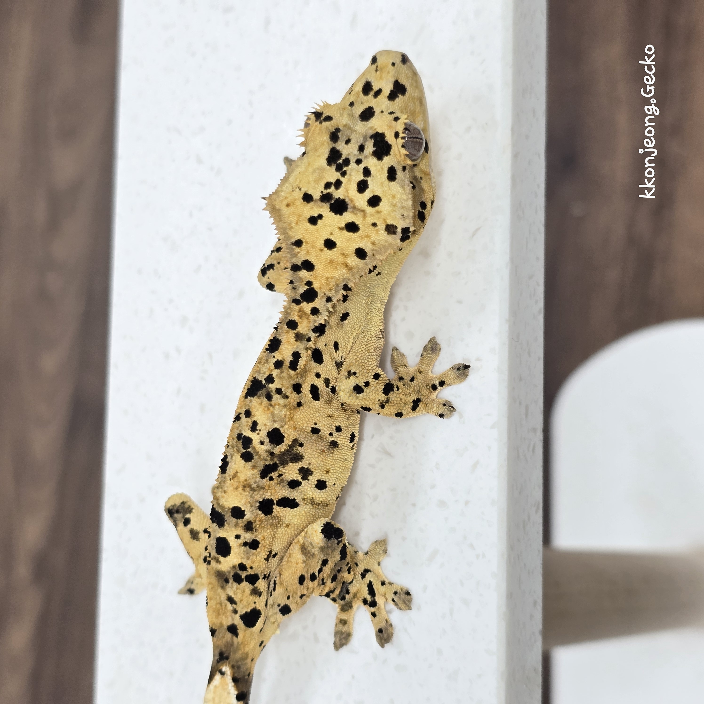 Super Dalmatian Dalmatian