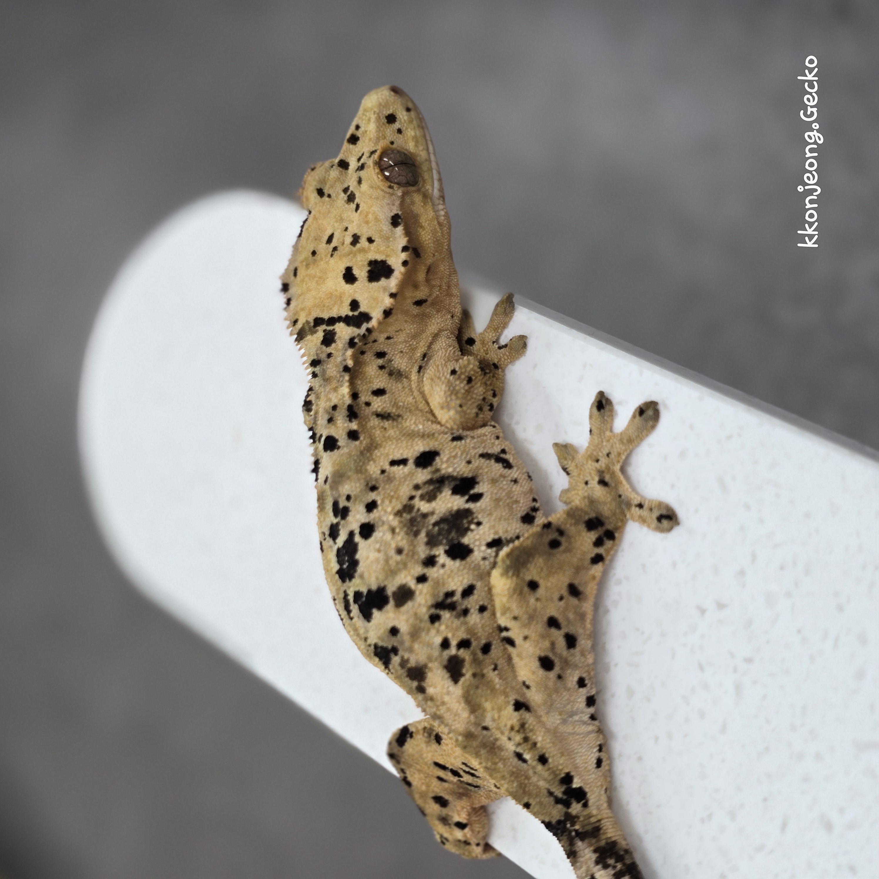 Dalmatian Super Dalmatian