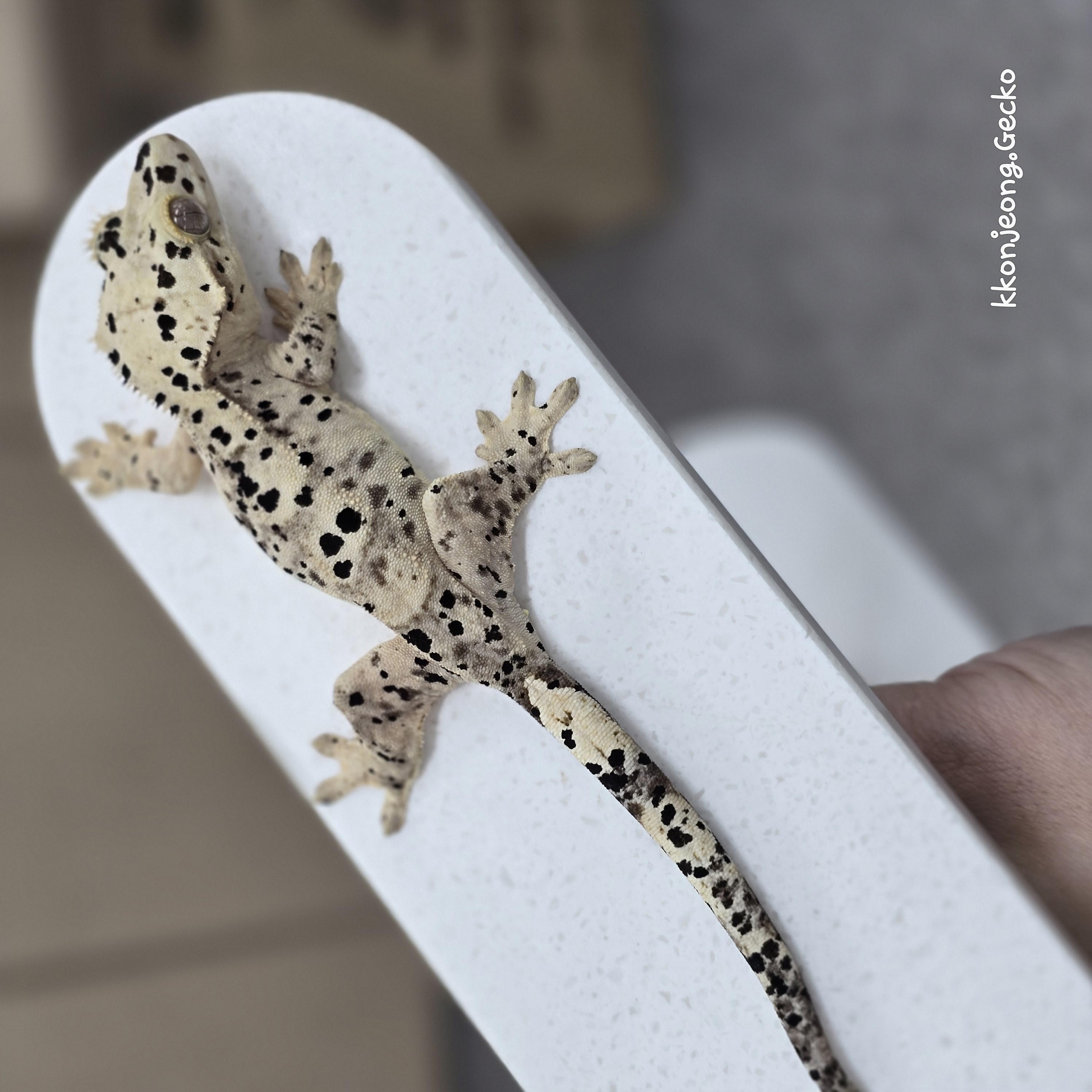 Super Dalmatian Dalmatian