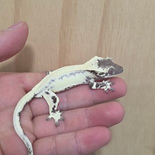 LW Sable Axanthic Lilly Axanthic Sable