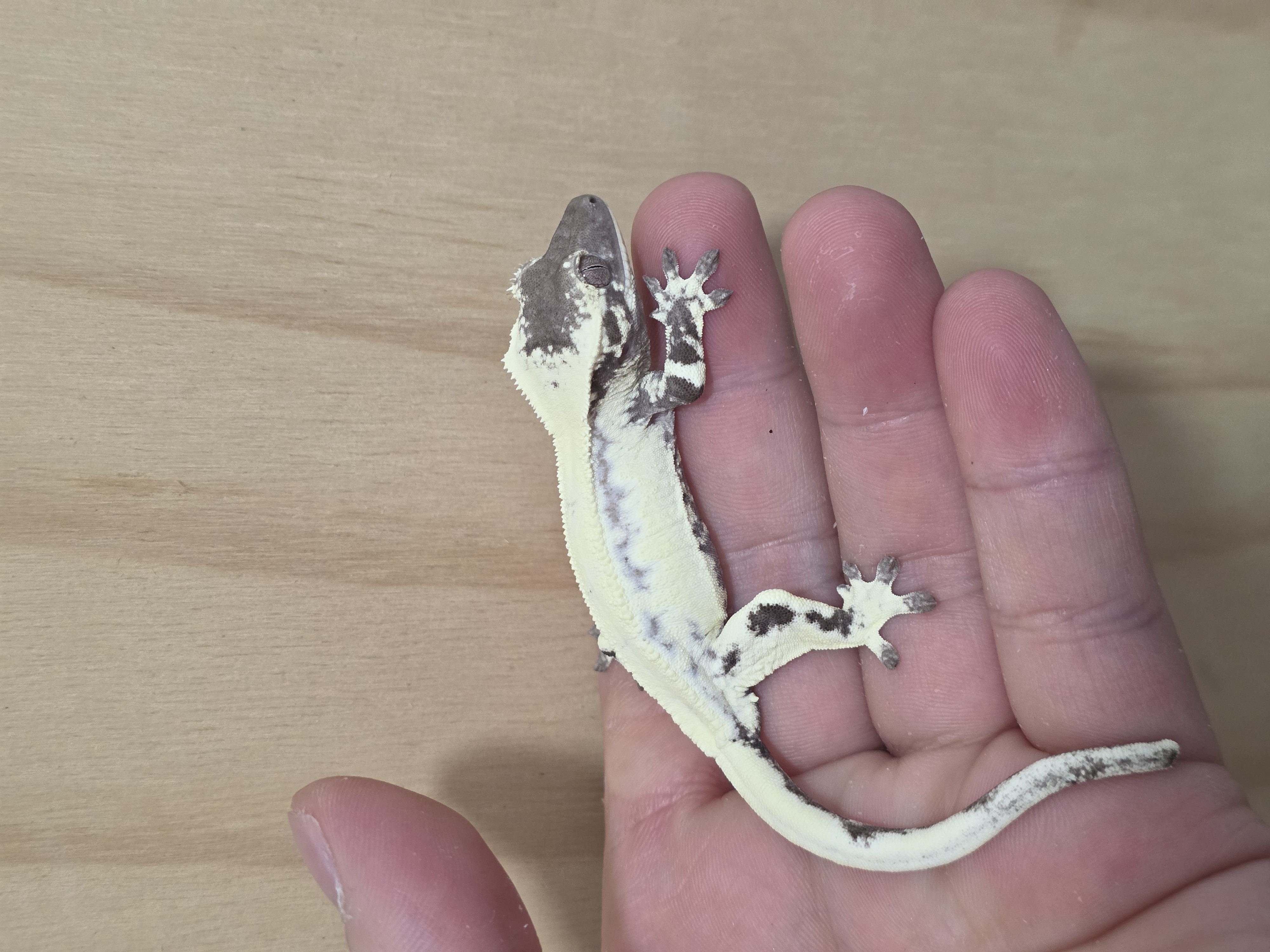 Axanthic LW Sable Sable Lilly Axanthic