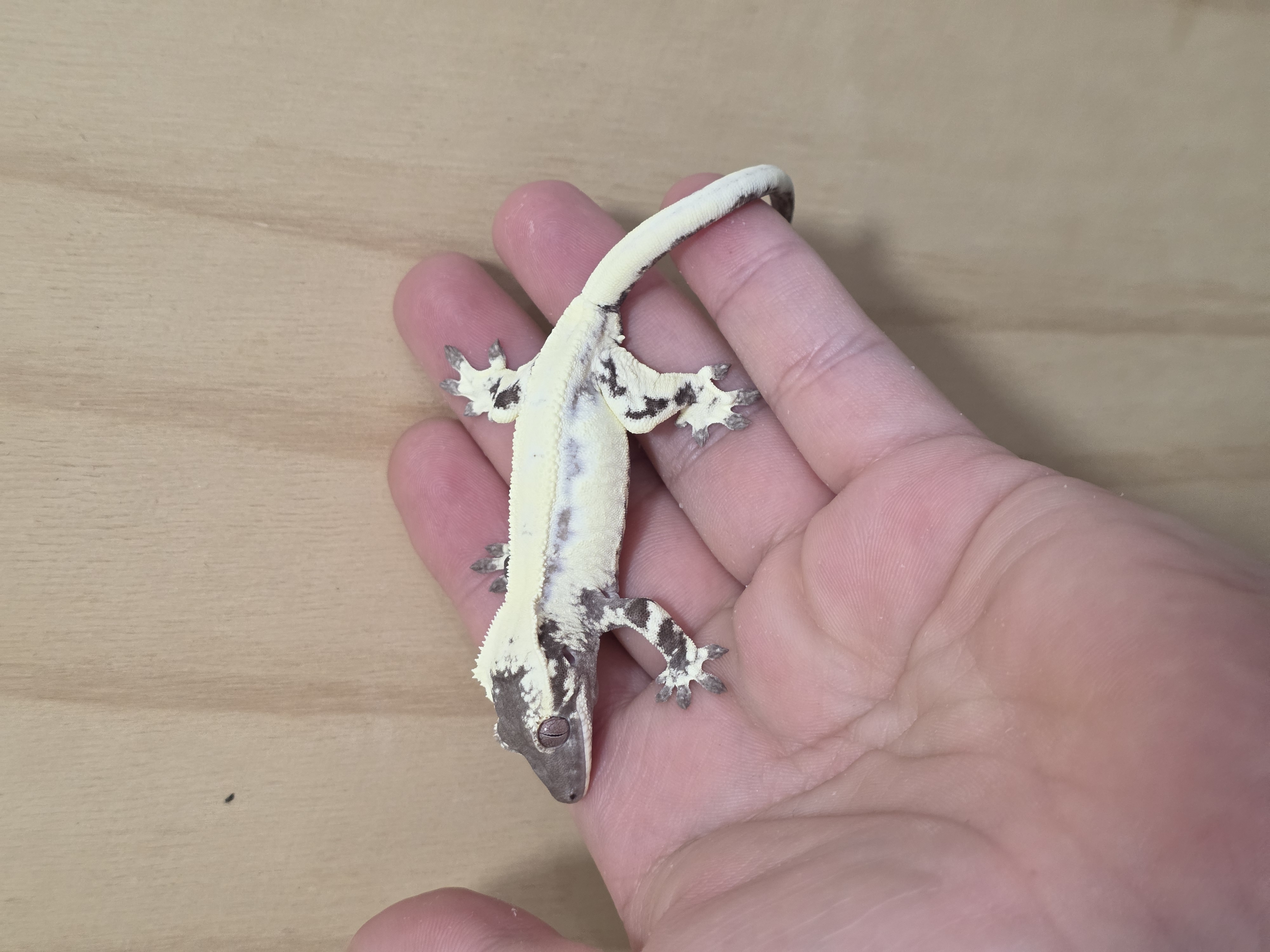 Axanthic LW Sable Sable Lilly Axanthic