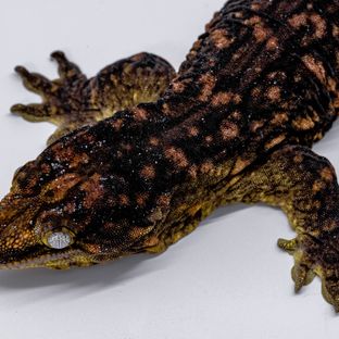 다스몰멜라(보)