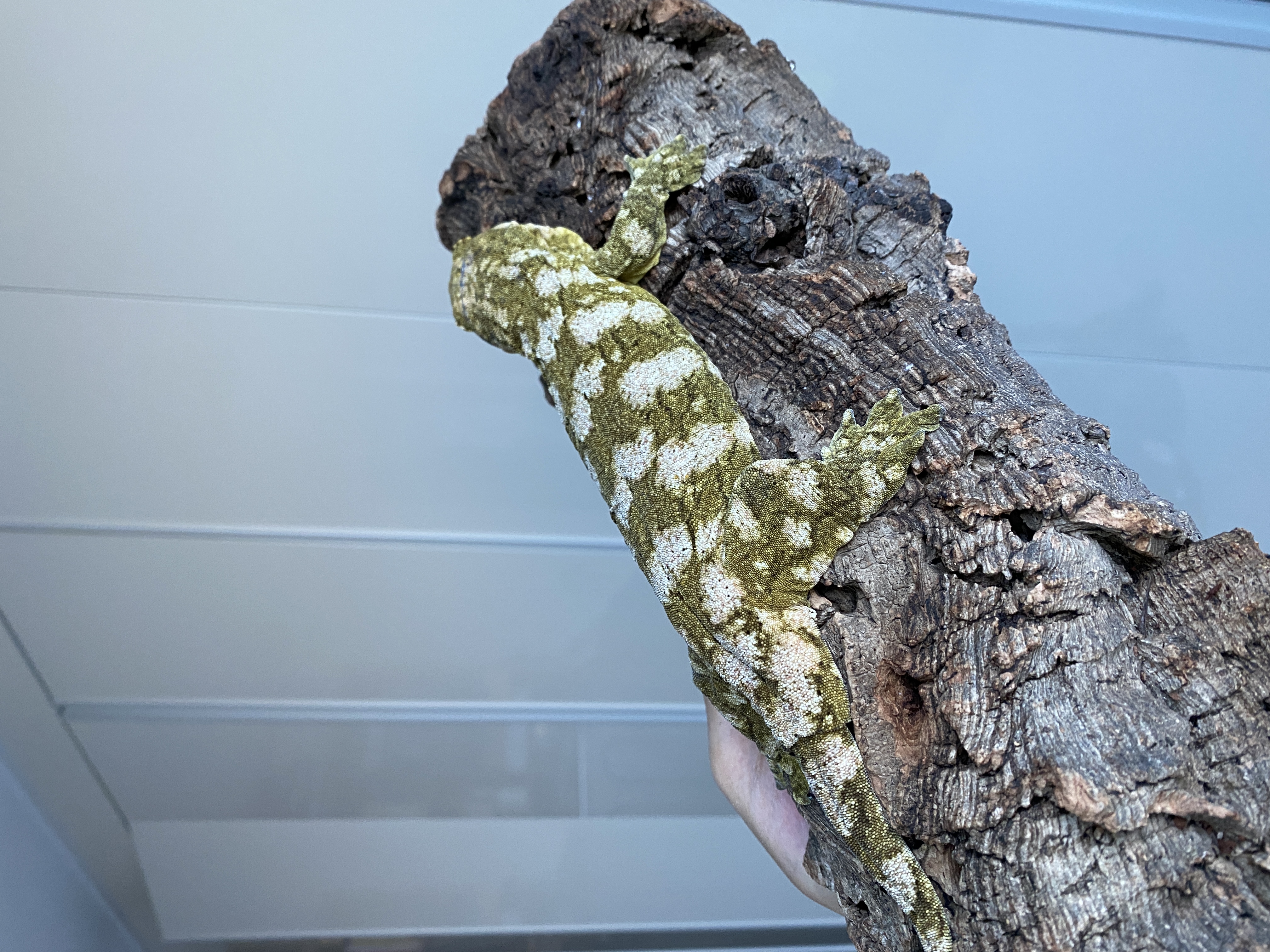 Brosse Leapin Leachies