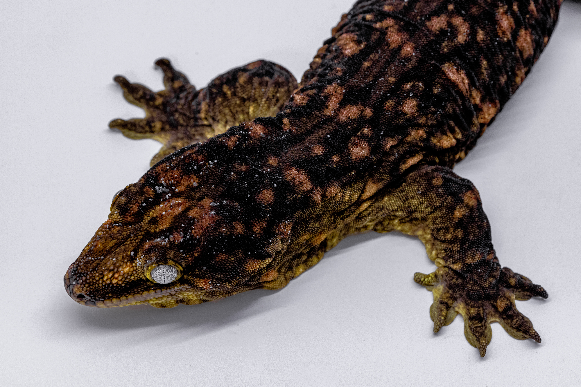 Darth maul Melanistic