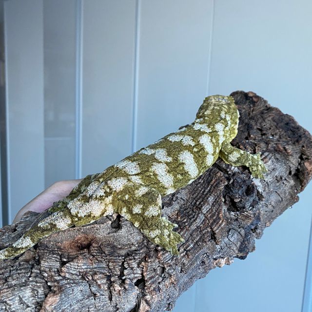 Brosse Leapin Leachies