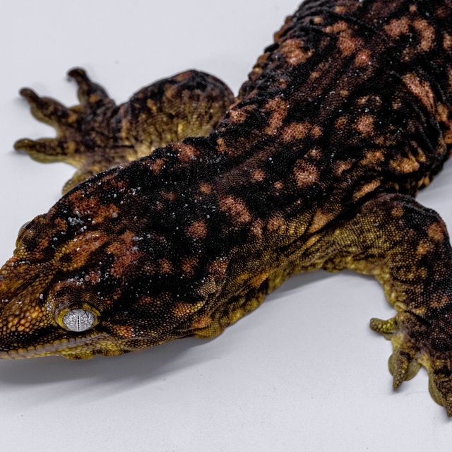 Darth maul Melanistic