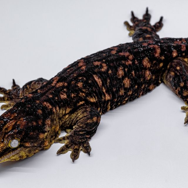 Darth maul Melanistic