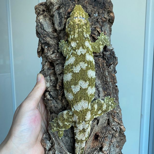 Brosse Leapin Leachies