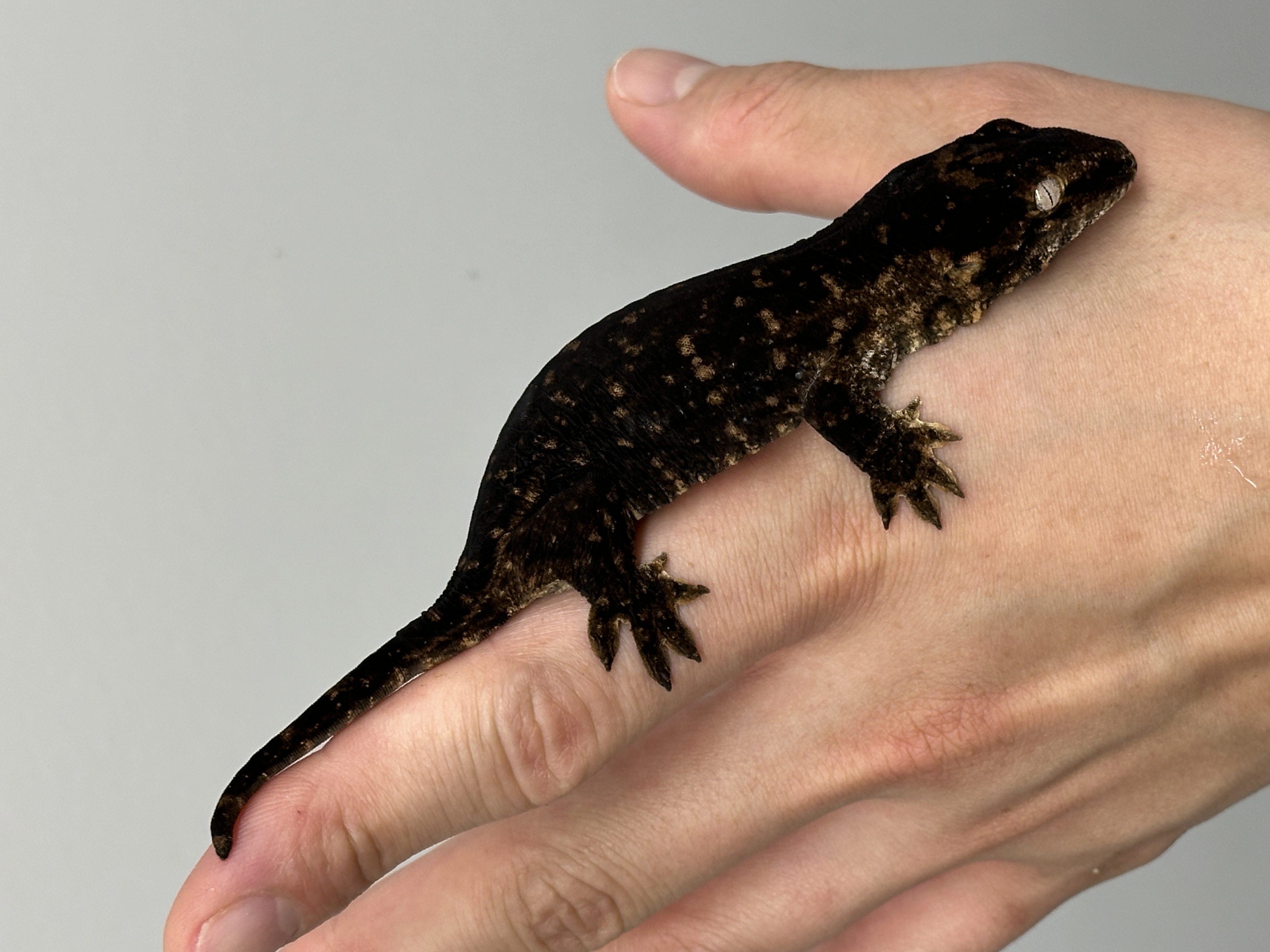 Darth maul Friedel Melanistic