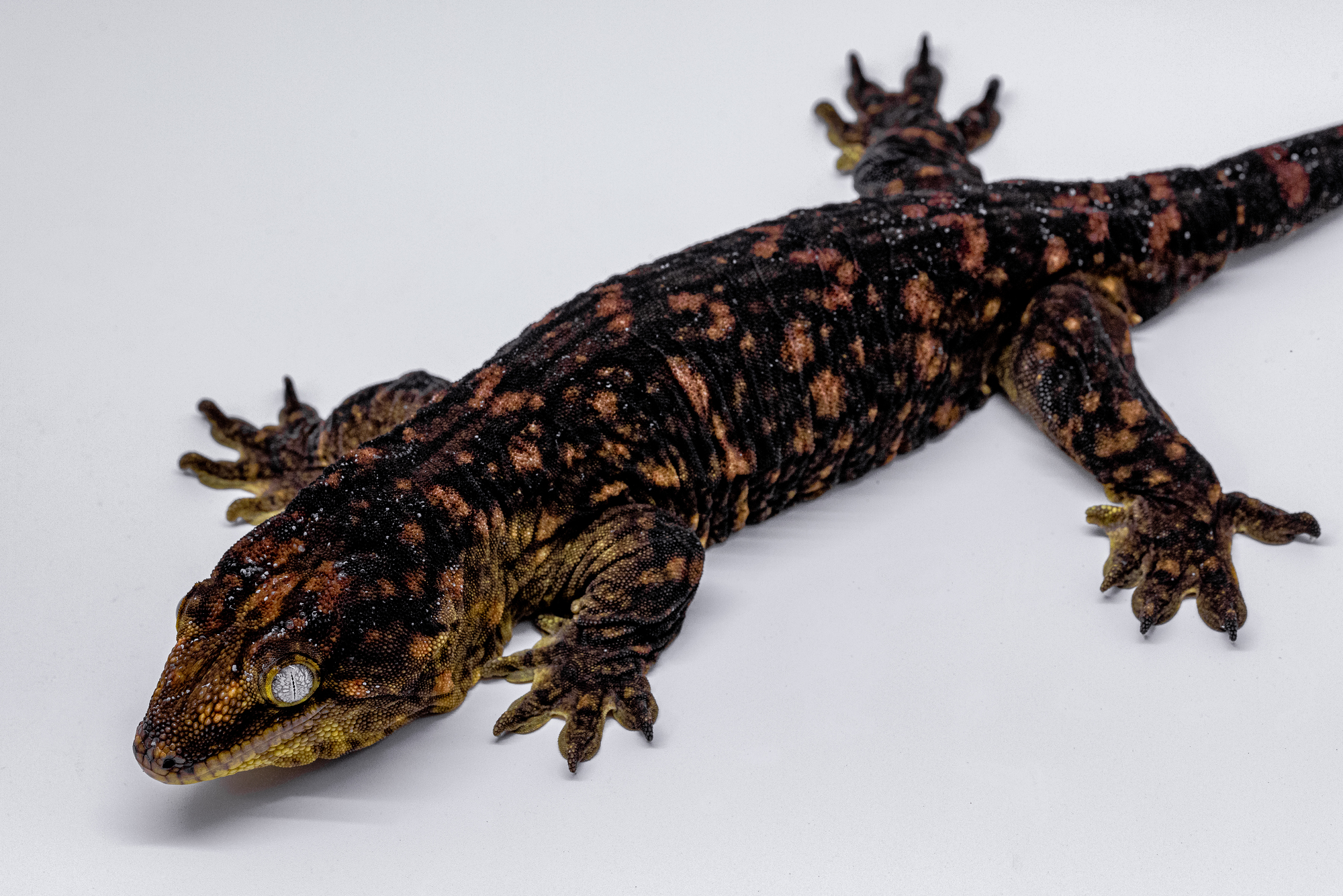 Darth maul Melanistic